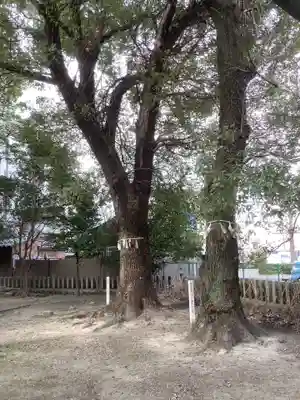 神明社（露橋神明社）の自然