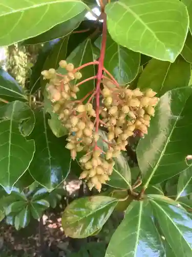 築地神社の自然