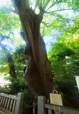 青渭神社の{uncategorized: "未分類", other: "その他", undefined: "問題あり", building: "その他建物", grave: "お墓", sacred_gate: "鳥居", guardian: "狛犬", statue: "像", buddha: "仏像", history: "歴史", nature: "自然", garden: "庭園", animal: "動物", pagoda: "塔", temizu: "手水舎", mountain_gate: "山門・神門", sanctuary: "本殿・本堂", subordinate: "末社・摂社", art: "芸術", scenery: "景色", jizo: "地蔵", ema: "絵馬", goshuin: "御朱印", omikuji: "おみくじ", items: "授与品その他", amulet: "お守り", goshuincho: "御朱印帳", eats: "食事", festival: "お祭り", votive_dance: "神楽", shichigosan: "七五三参", wedding: "結婚式", experience: "体験その他", initially: "初詣", around: "周辺", anti_infection: "感染症対策"}