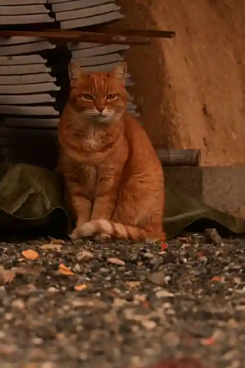 くろ谷 金戒光明寺(京都府)