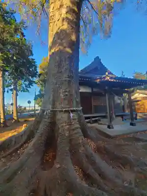 大根神社の自然