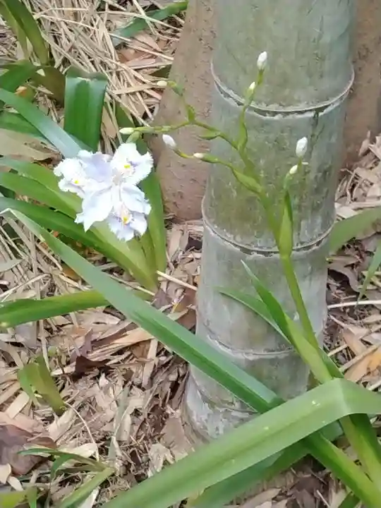 報国寺(神奈川県)