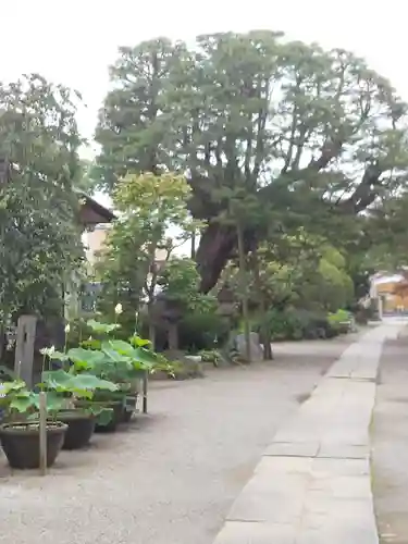 観音寺(埼玉県)