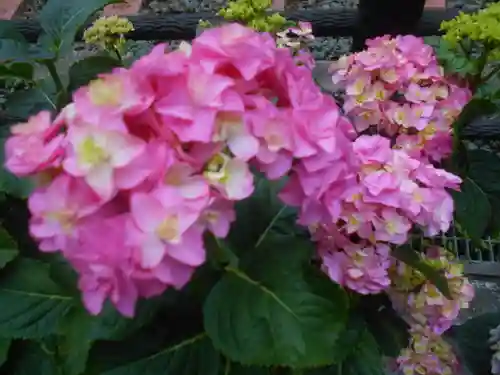 御霊神社の自然