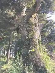 日枝神社の自然