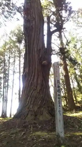 熊野神社の自然