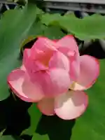 長善寺(東京都)