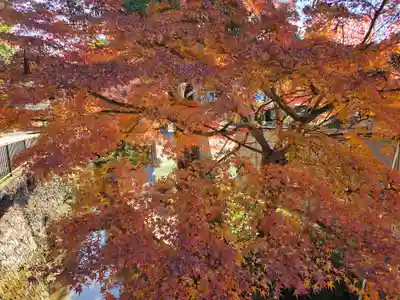丹生高野明神社(大阪府)