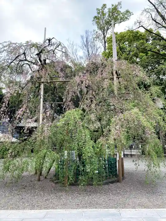 大國魂神社の自然