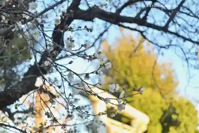 公所浅間神社(神奈川県)