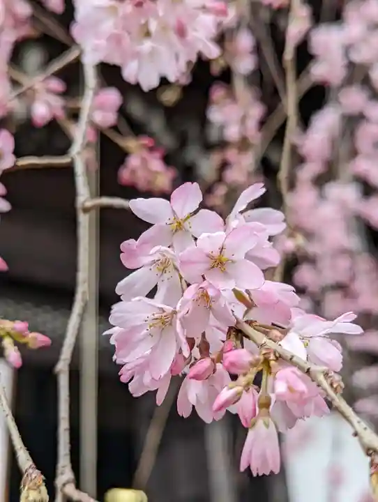 平等寺(因幡堂)(京都府)