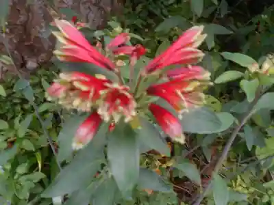 須磨稲荷大明神・和佐稲荷大明神の自然