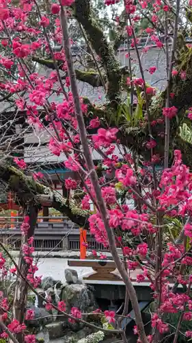 賀茂御祖神社（下鴨神社）(京都府)