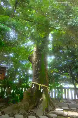 川越氷川神社(埼玉県)
