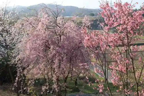 阿久津「田村神社」（郡山市阿久津町）旧社名：伊豆箱根三嶋三社の景色