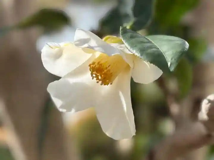 西方山極楽寺(岐阜県)