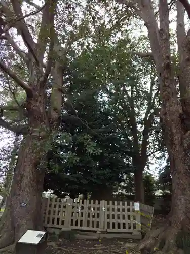 弘道館鹿島神社の自然