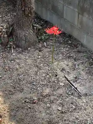 若宮神社の自然