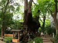 來宮神社の自然