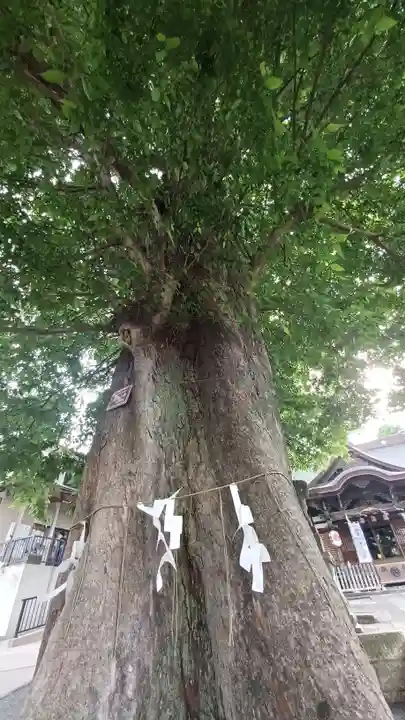 滝野川八幡神社の自然