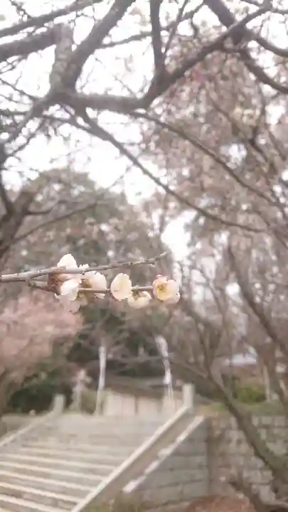 千代ケ岡八幡宮の自然