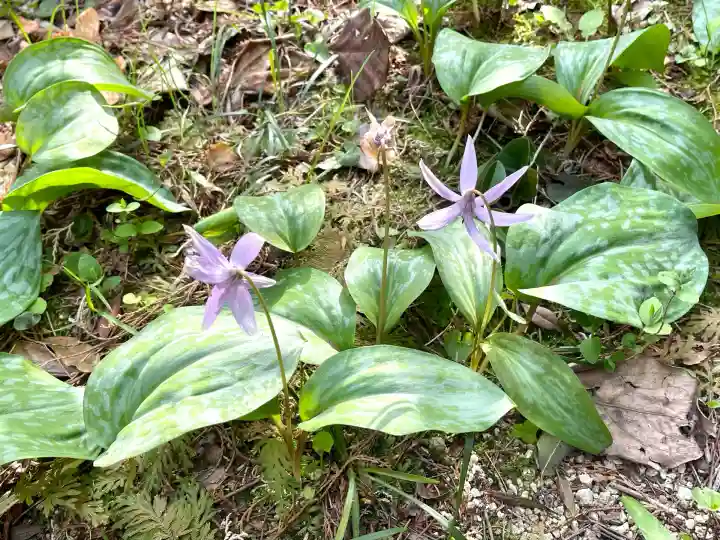 浄得寺(三重県)