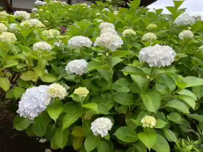 時宗総本山 遊行寺（正式：清浄光寺）の自然