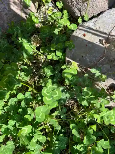 日光恒霊山神社の自然