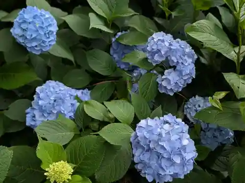 大宝八幡宮(茨城県)