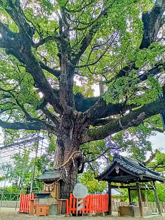 百舌鳥八幡宮(大阪府)