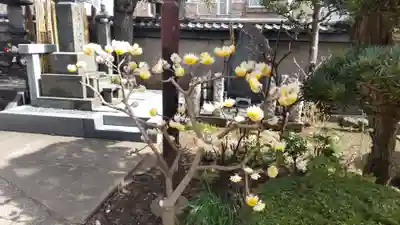 本妙院(東京都)