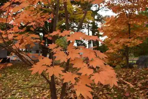 北海道護國神社の自然