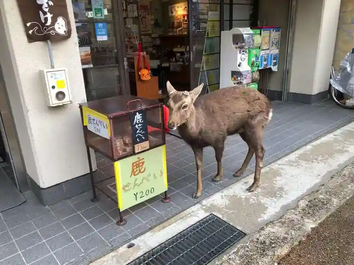 手向山八幡宮の動物