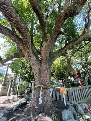 平塚三嶋神社の自然