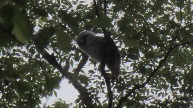 野木神社の動物
