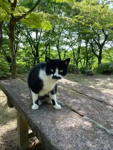 玉野御嶽神社の動物