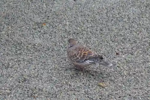 兵庫縣姫路護國神社の動物