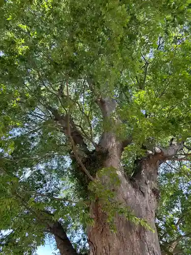 素鵞神社(茨城県)