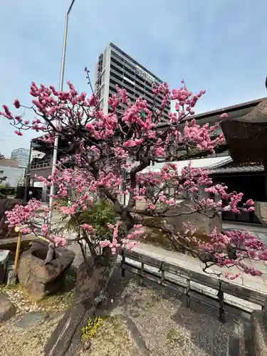 円頓寺(愛知県)