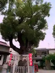 八坂神社(大阪府)