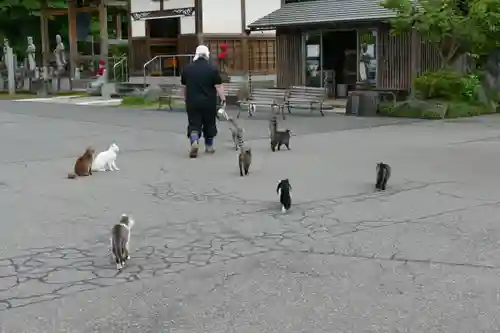 御誕生寺（猫寺）(福井県)