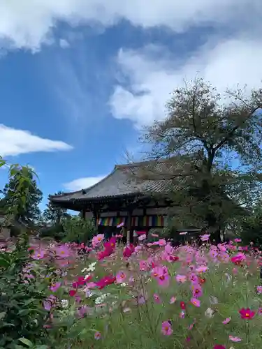 般若寺 ❁﻿コスモス寺❁の本殿・本堂
