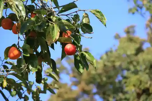 阿久津「田村神社」（郡山市阿久津町）旧社名：伊豆箱根三嶋三社の自然