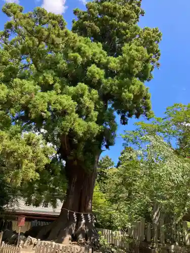 筑波山神社の自然