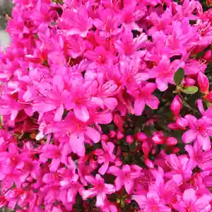 豊景神社の自然(2021年05月08日(土) 06時26分36秒投稿)