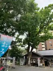 札幌諏訪神社の自然