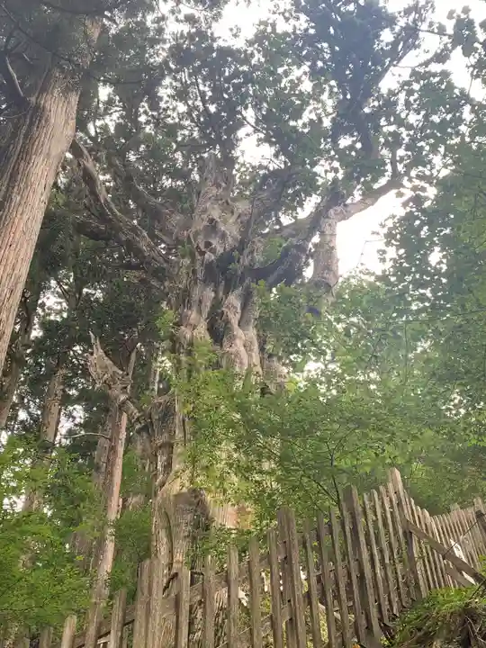 玉置神社の自然