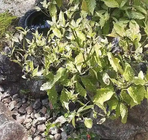 西方山極楽寺の自然