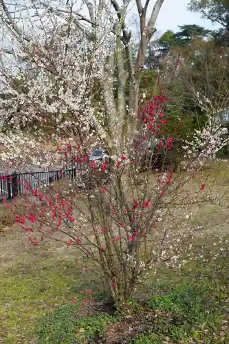 倭姫宮（皇大神宮別宮）の自然