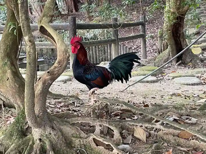 石上神宮の動物